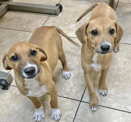 SPCA Briarcliff