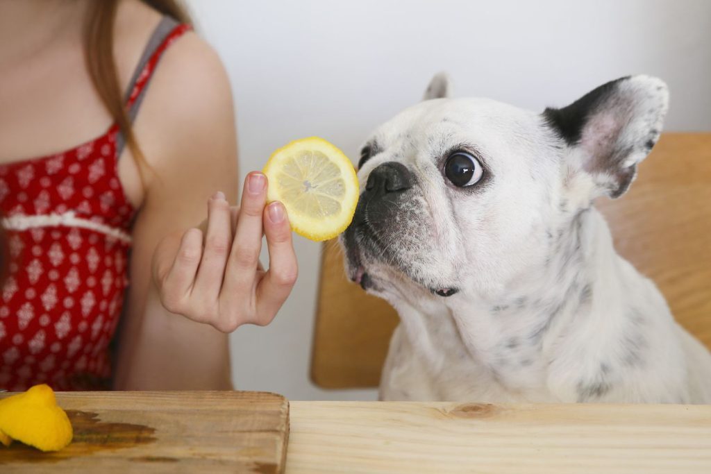 Can Dogs Eat Lemons