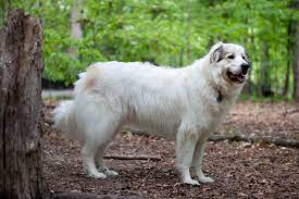 Big Fluffy Dog Breeds