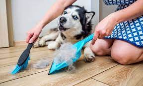 Broom For Dog Hair