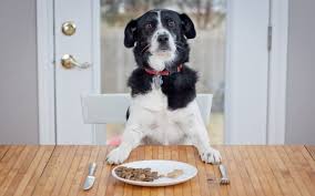 Nom Nom Dog Food