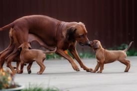 Dog DNA Test