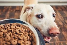 Purina Puppy Chow
