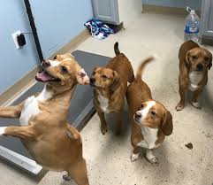 CNY SPCA