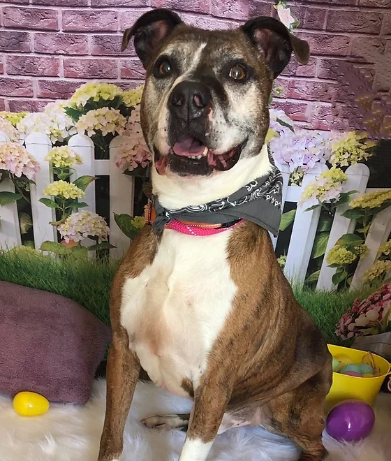 ruth steinery spca