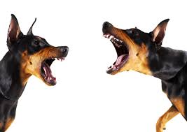 Mexican Dog Fighting