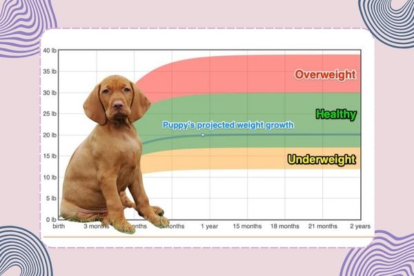 How To Tell If Your Vizsla Is Overweight