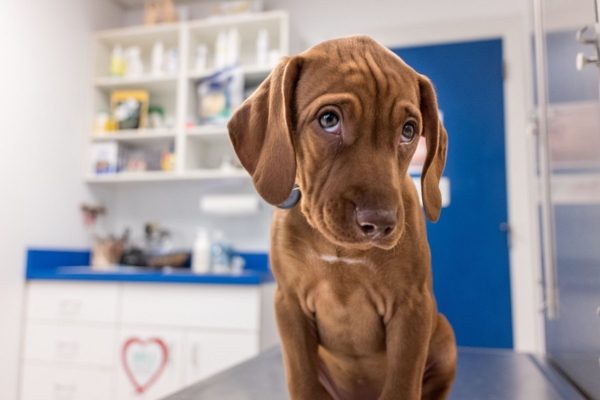 How To Tell If Your Vizsla Is Overweight 