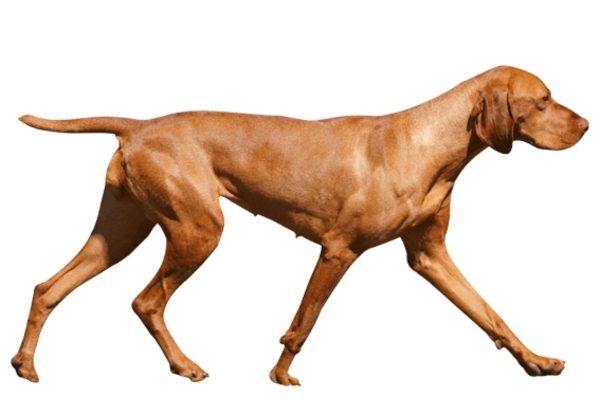 How To Tell If Your Vizsla Is Overweight 