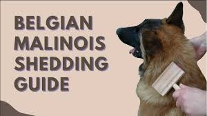 Belgian Malinois