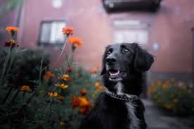 Black Dog