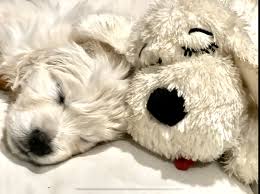 Snuggle Puppy