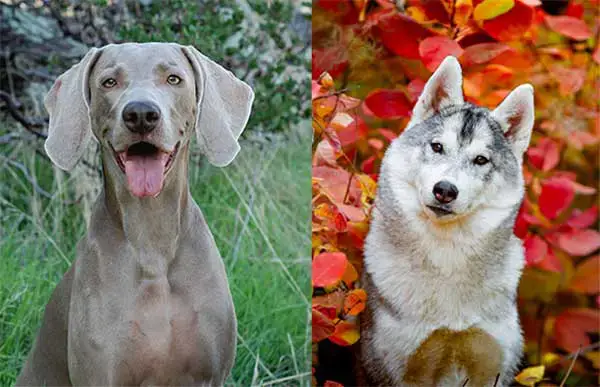 Weimaraner Husky Mix
