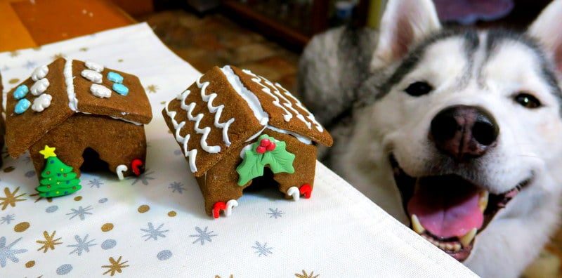 Can Dogs Eat Gingerbread