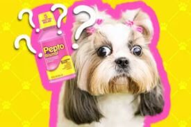 Pepto Bismol