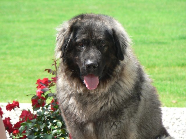 Ithaca SPCA