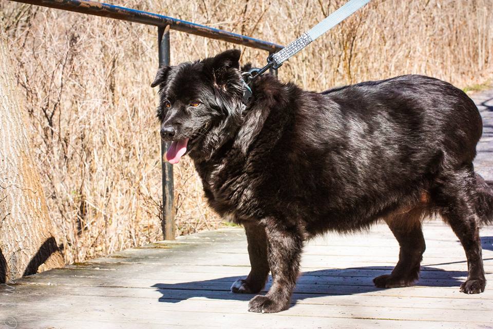 Ithaca SPCA