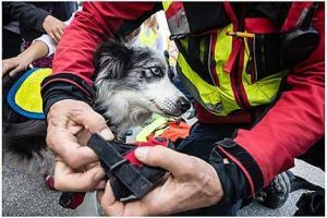 Journey Of A Rescued Dog