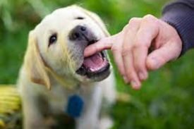Labrador