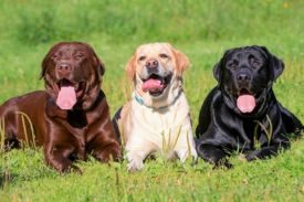 Labrador