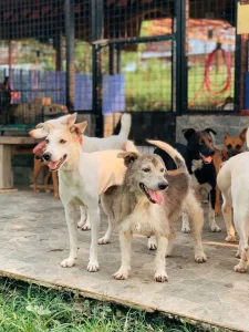 Clearfield SPCA
