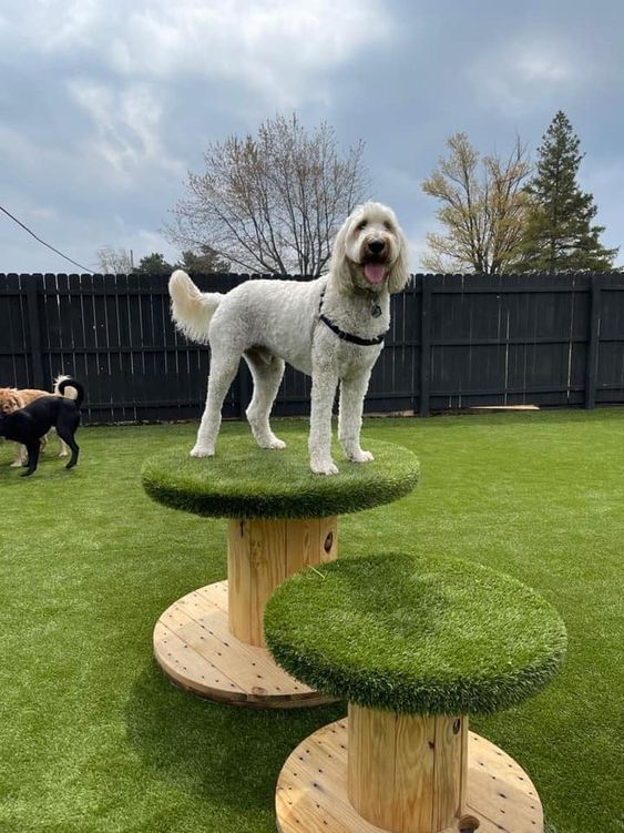 Largo SPCA