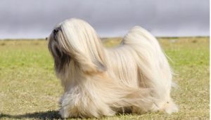 Lhasa Apso
