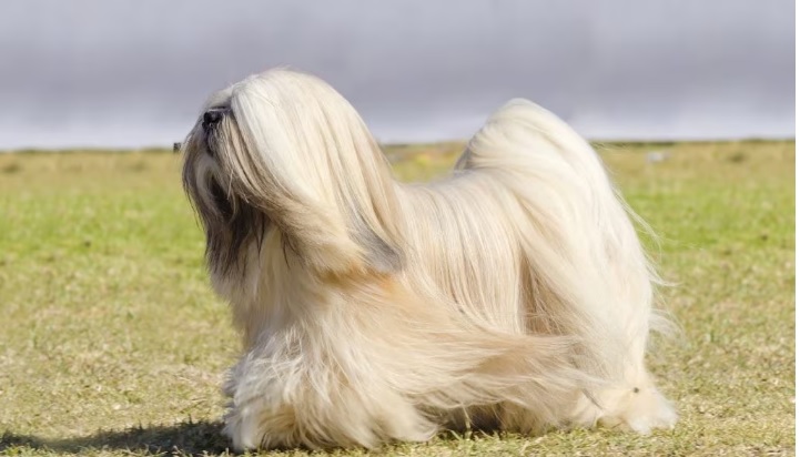 Lhasa Apso