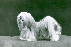 Lhasa Apso