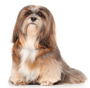 Lhasa Apso
