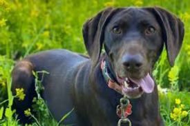 Weimaraner German Shepherd Mix