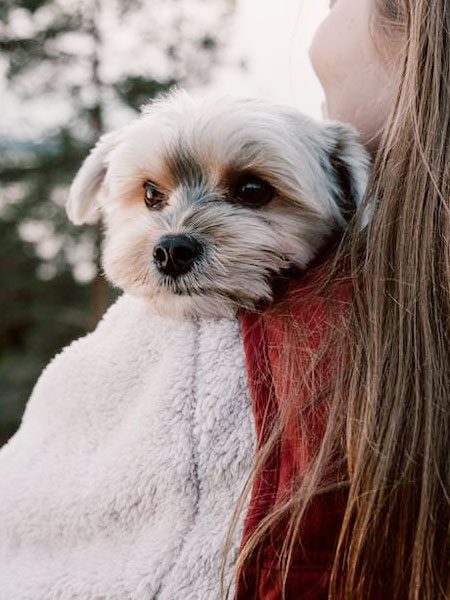 Maltesedogs10