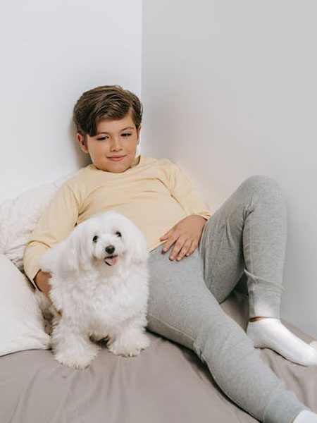 Maltesedogs11