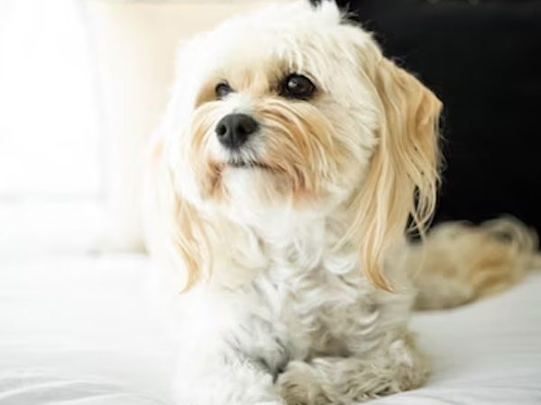 Maltesedogs14