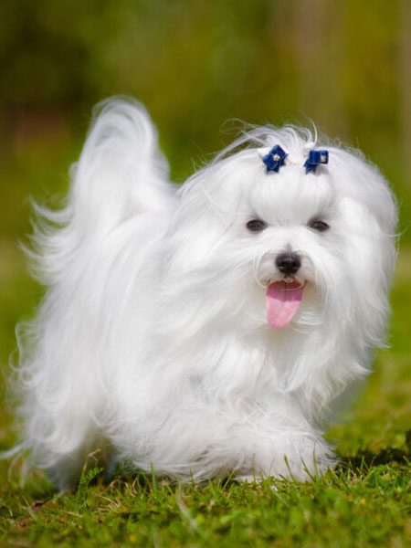 Maltesedogs15