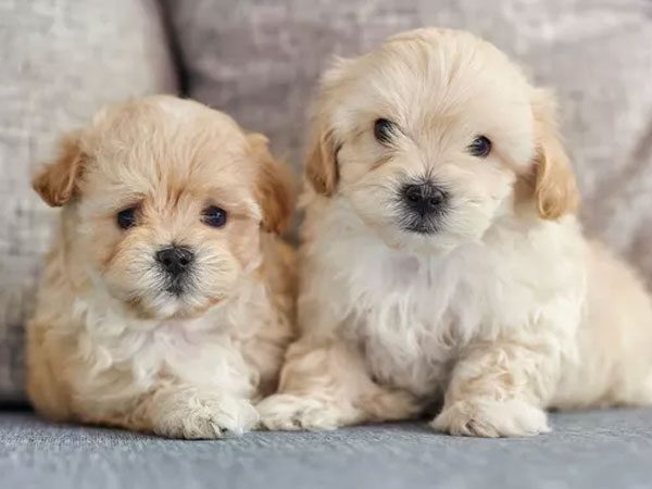 Maltesedogs16
