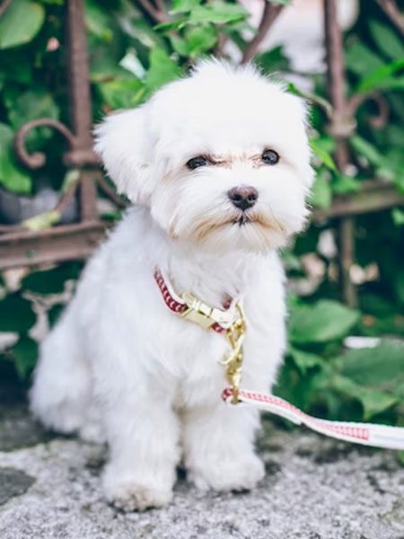 Maltesedogs2 Can Dogs Safely Eat Cabbage