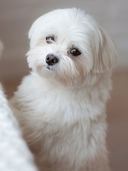 Maltesedogs3