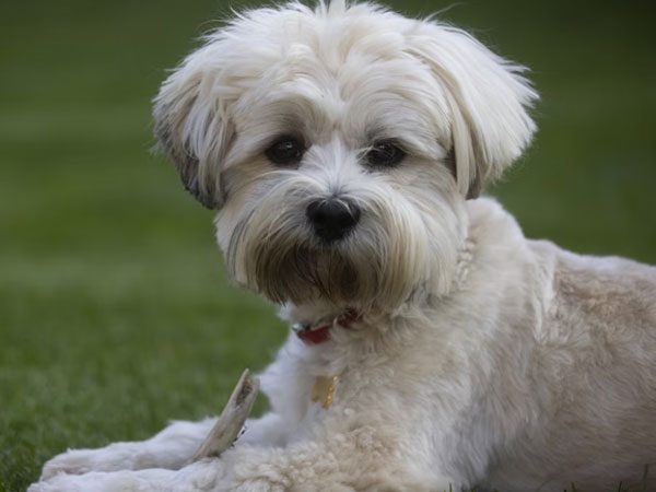 Maltesedogs4