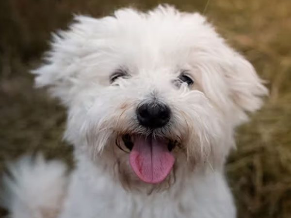 Maltesedogs5