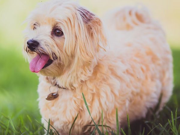 Maltesedogs6