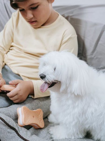 Maltesedogs8