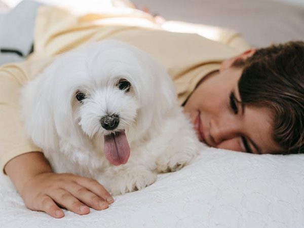 Maltesedogs9