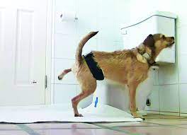 Neutered