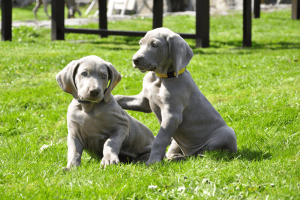 Weimaraner Husky mix