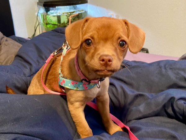 Vizsla and Chihuahua Mix