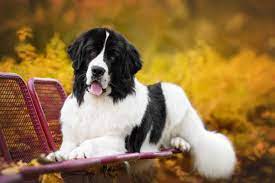 Big Fluffy Dog Breeds