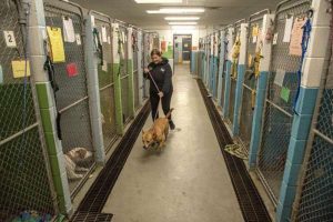 Niagara County SPCA