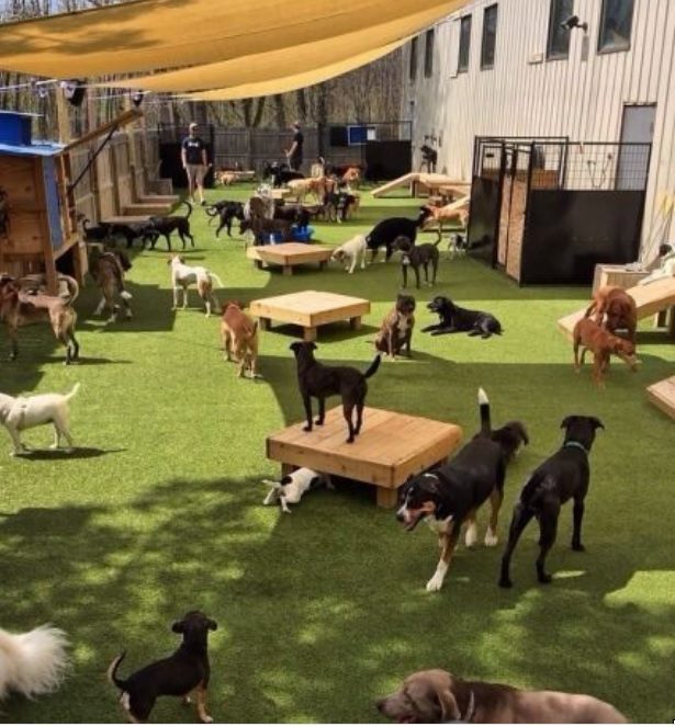 Northwest SPCA