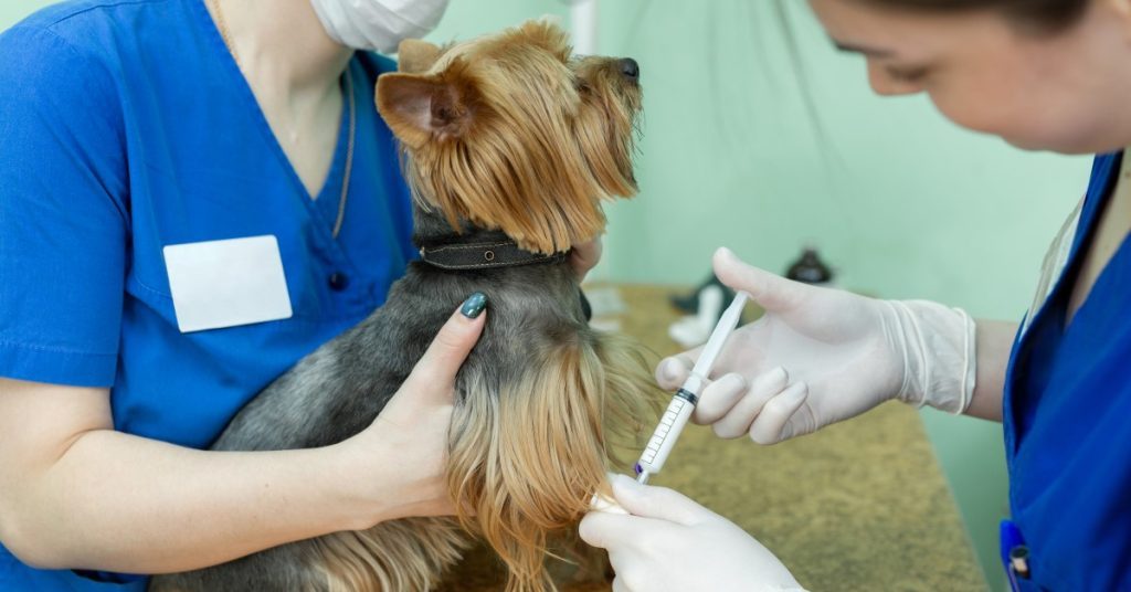 Puppy Shot Schedule
